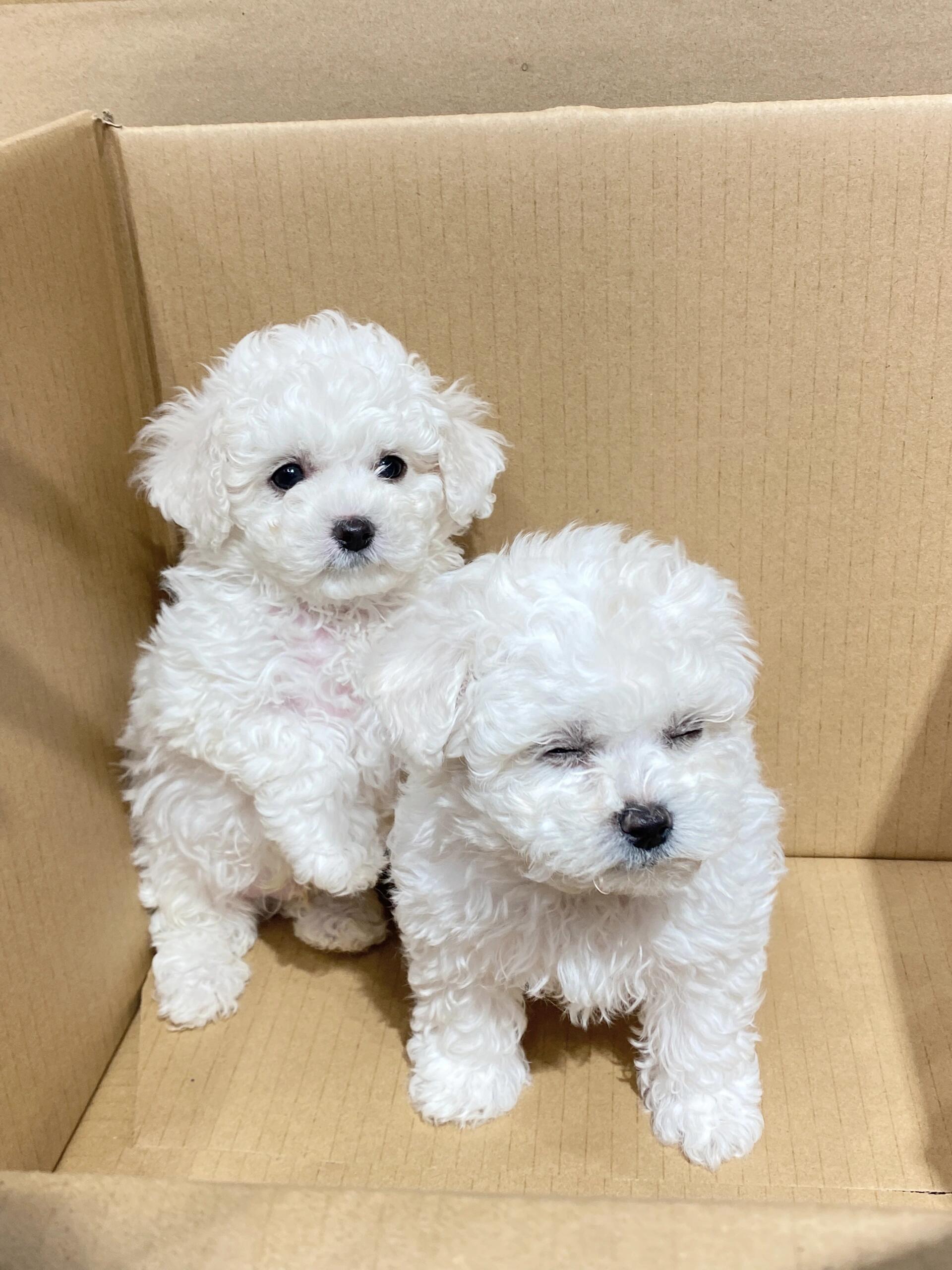 比熊幼犬，犬舍直发